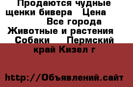 Продаются чудные щенки бивера › Цена ­ 25 000 - Все города Животные и растения » Собаки   . Пермский край,Кизел г.